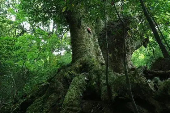 亚热带常绿阔叶林代表树种