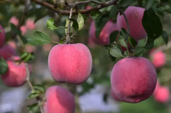 红富士苹果有多少品种