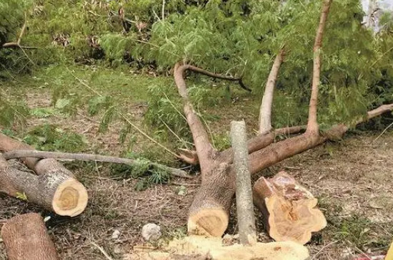 刚砍的树怎么处理不会裂开