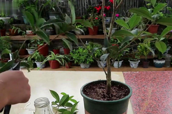 桂花的养殖方法和注意事项，5步教你养好桂花树