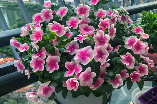 八种适合在阳台上养的植物花卉