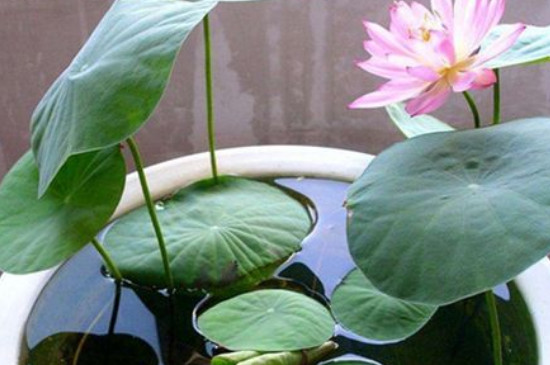 水培碗莲的种植方法和注意事项