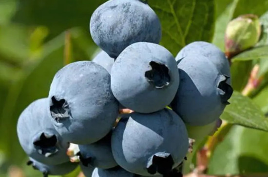 蓝莓杜克品种介绍