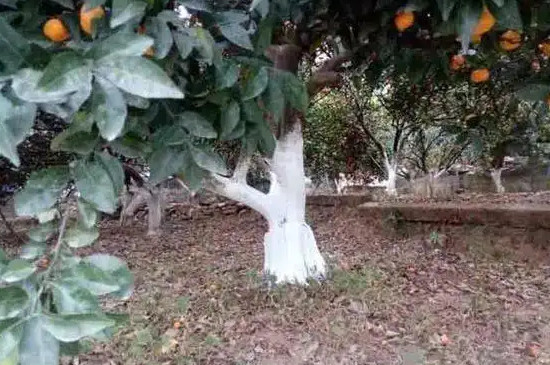 橘子树冬天施什么肥