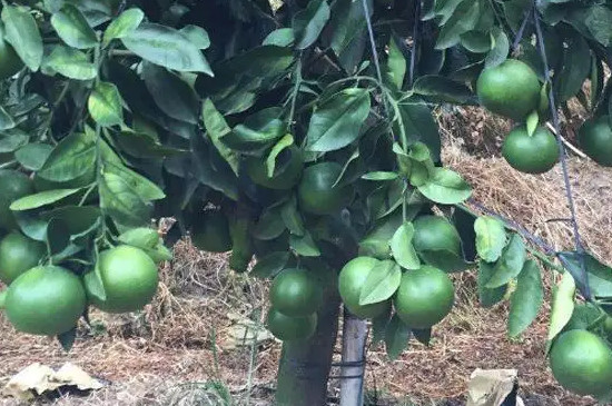 柚子籽可以种出柚子吗