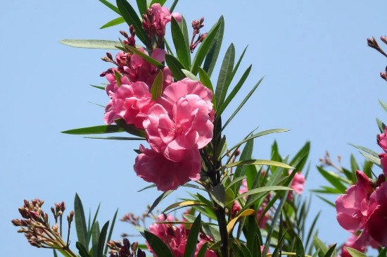 常见100种花卉木本植物