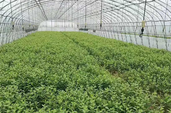 绿宝石蓝莓苗能耐零下几度