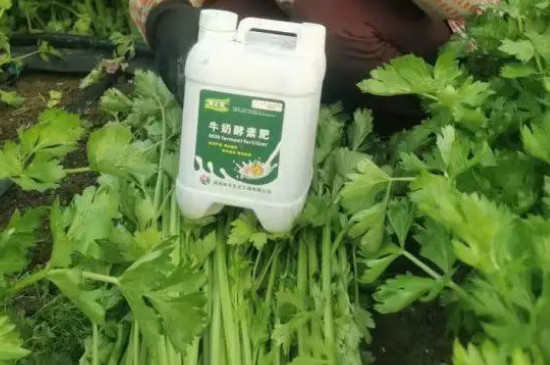 芹菜的种植方法和时间