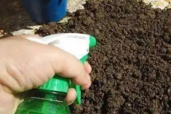 花土里有小虫子用什么方法可以清除掉