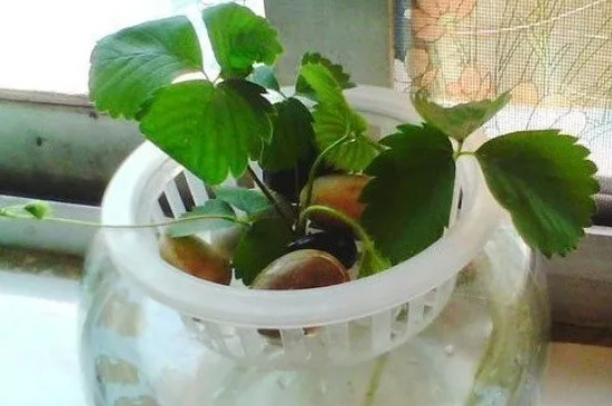 水培草莓的种植方法和技术