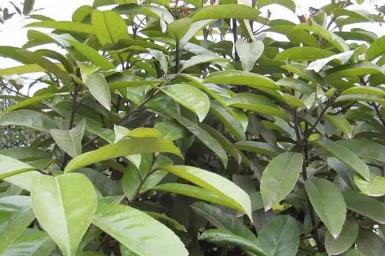 苦丁茶是什么植物