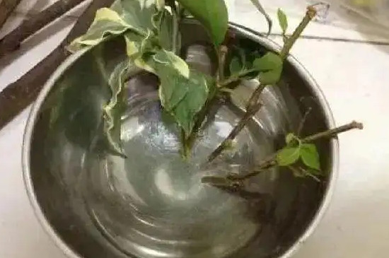 生根水可以直接浇在盆栽里吗
