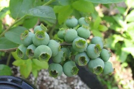 蓝莓绿宝石品种特点