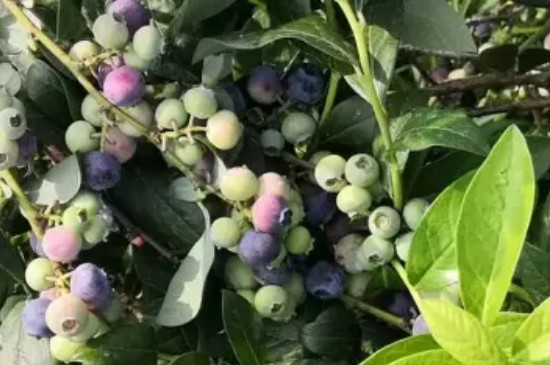 蓝莓绿宝石品种特点