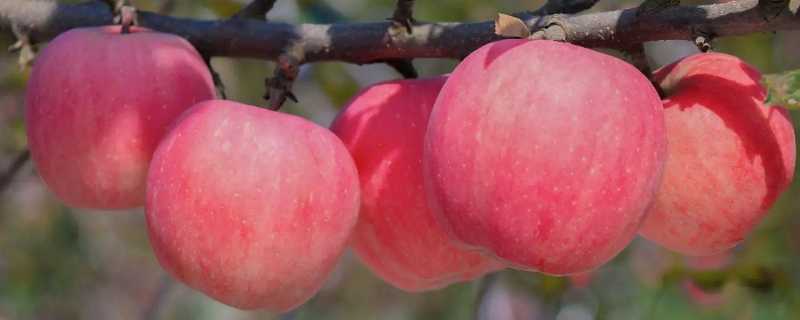 红富士苹果品种介绍