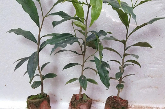 奇楠沉香树种植条件