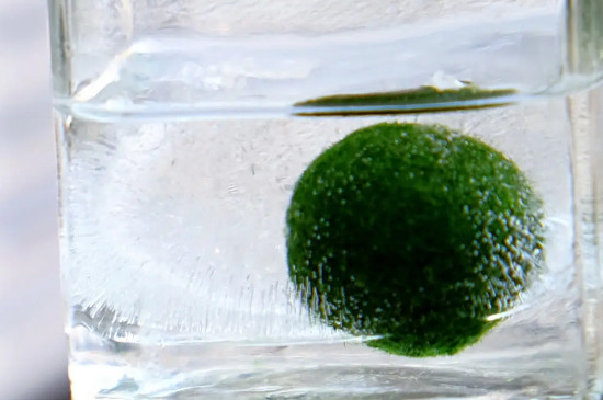 海藻球怎么变成2个