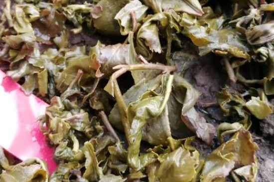 泡过的茶叶可以做花肥料吗