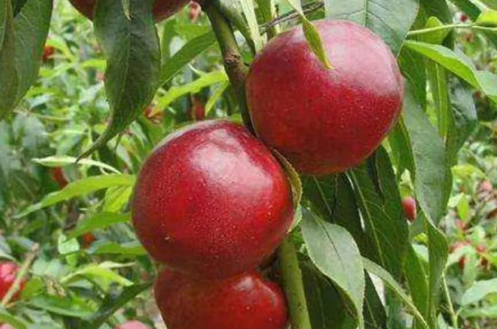 最甜的桃树品种是什么品种