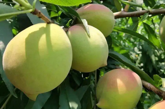 糖度最高的早熟桃品种