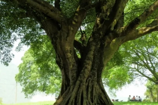 海南27种名贵树木