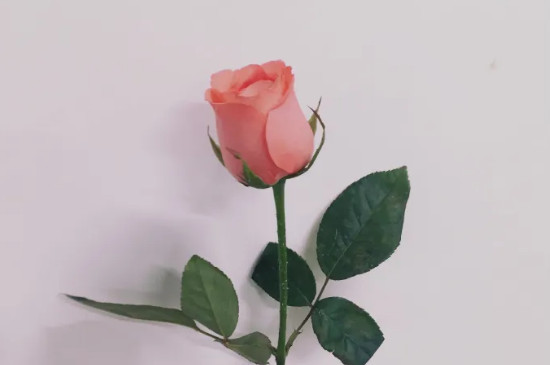 玫瑰的花语是什么