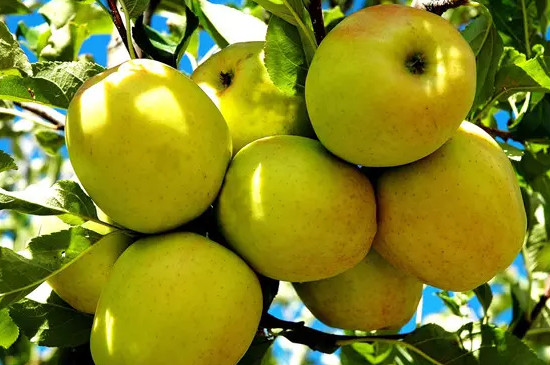 黄苹果是什么品种