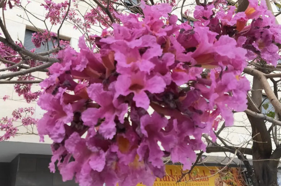 紫花风铃木花语