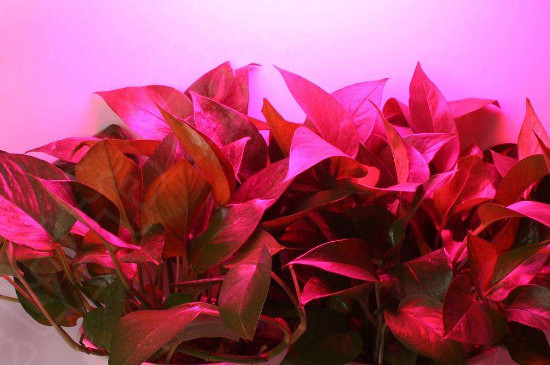 植物补光灯有效果吗