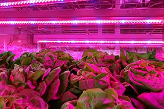植物补光灯有效果吗