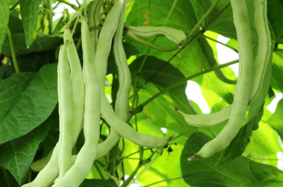 四季豆的种植方法和管理技术
