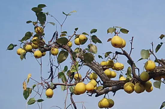 哪种方法可以防止梨果的病虫害
