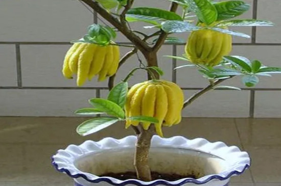 佛手柑盆栽的种植方法