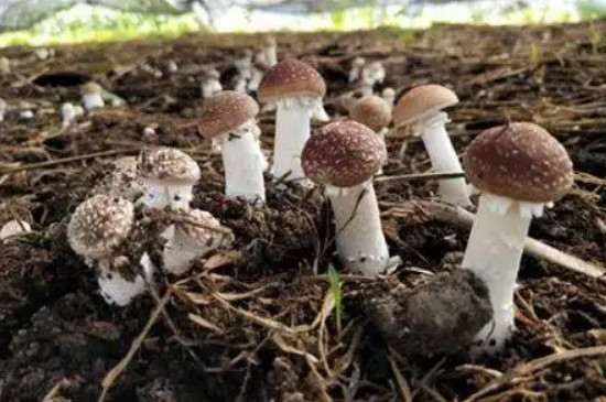 蘑菇怎么种
