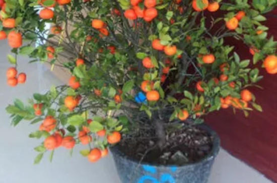 室内橘子树怎么养