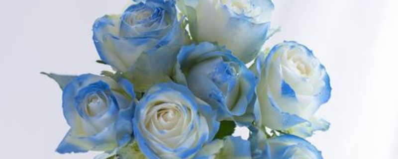 白色蓝边玫瑰花叫什么