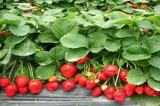 草莓种子多久发芽