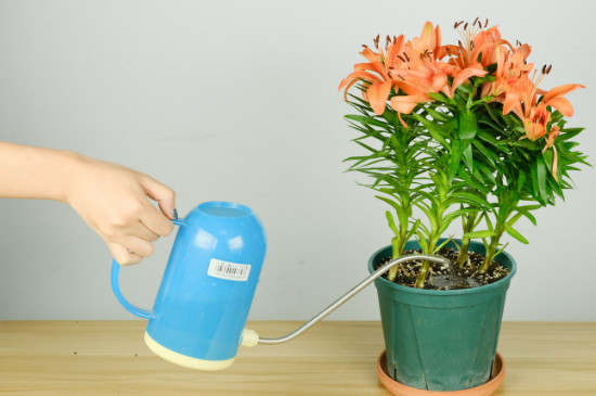 百合花怎么种植方法