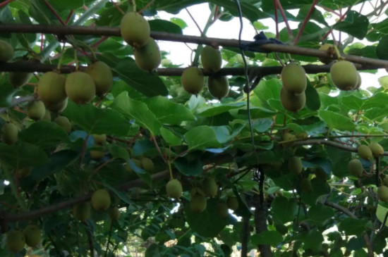 猕猴桃的种植方法