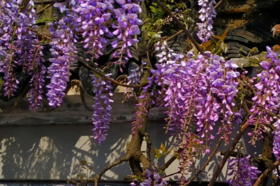 紫藤的种植时间和方法