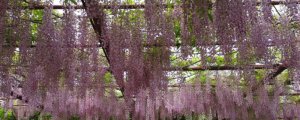紫藤的花语与寓意是什么