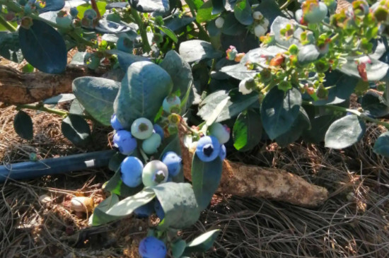 已淘汰的蓝莓品种