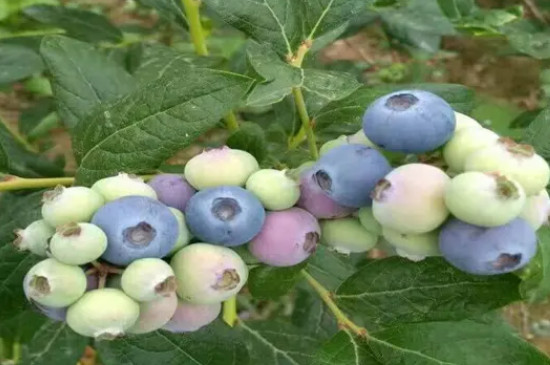 什么品种的蓝莓耐寒