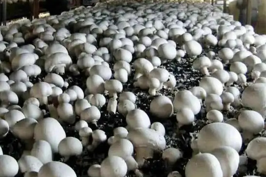 蘑菇的种植方法