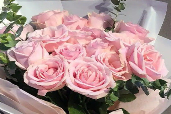 16朵粉玫瑰花语是什么意思