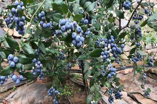都克蓝莓品种介绍