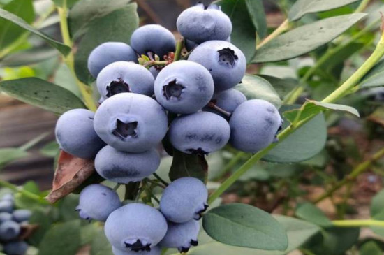 美登蓝莓品种介绍