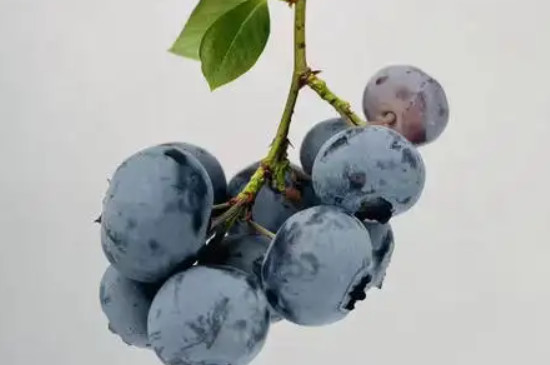 公爵蓝莓品种介绍