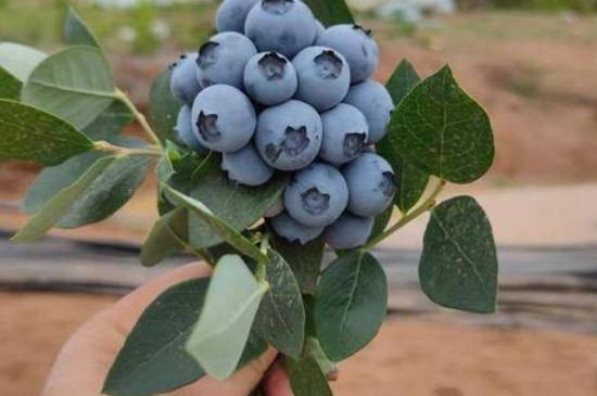 公爵蓝莓品种介绍