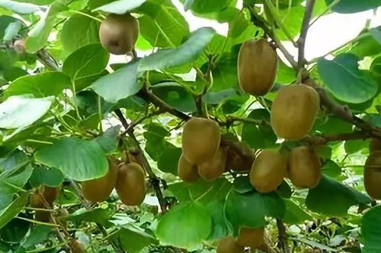 猕猴桃适宜种植的条件